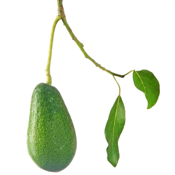 Awokado, inaczej smaczliwka (Persea Scheffer) , to wiecznie zielone drzewko z rodziny wawrzynowatych (Lauraceae). Pomimo