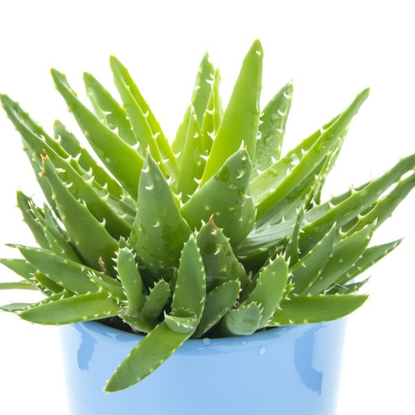 Aloes zawiera toksyny (saponiny) o umiarkowanej szkodliwości dla psa. Najbardziej toksycznymi częściami roślin są: miążs