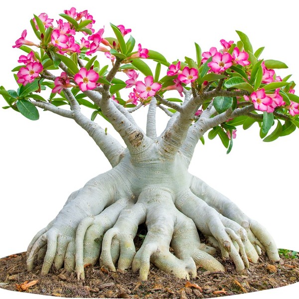 Róża pustyni Adenium to sukulent należący do rodziny oleandrów. Digoksyna, toksyna zawarta w roślinie, to organiczny zwi
