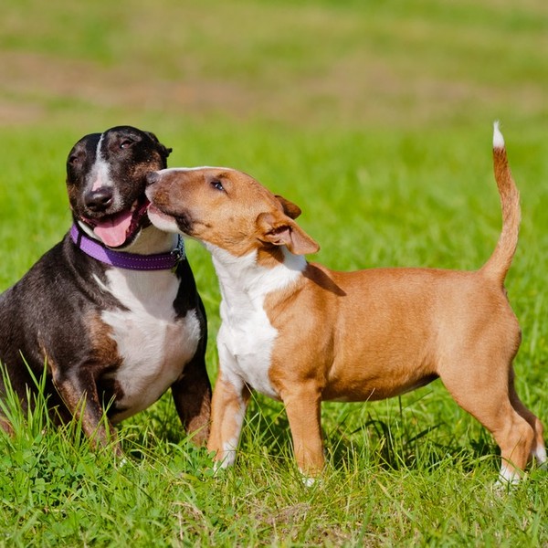 Bulterier (ang. Bull terrier) to czworonóg inteligentny, energiczny, przyjazny i cierpliwy. Bardzo kocha dzieci i natura