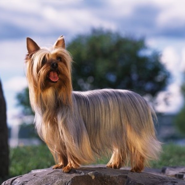 Australian Silky Terrier to energiczny, pewny siebie i kochający czworonóg, który tworzy silny, emocjonalny związek ze w