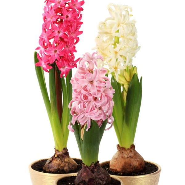 Hiacynt to roślina z rodziny szparagowatych. Najpowszechniejszym gatunkiem hiacynta jest hiacynt wschodni (Hyacinthus or