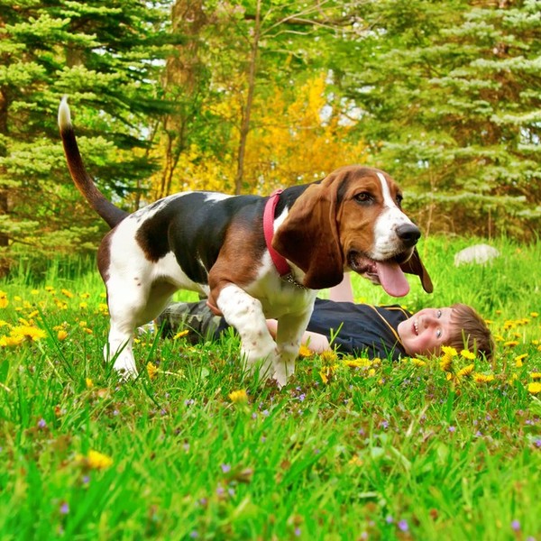 Basset Hound to propozycja dla osób, które nie chcą spędzać z psem dużo czasu na spacerach i szukają rasy o niskim pozio