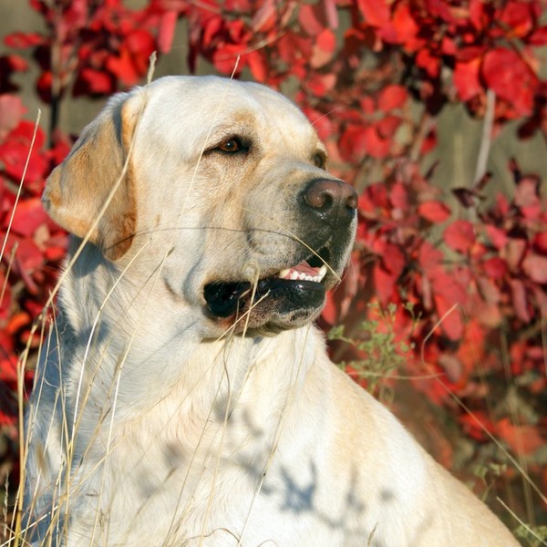 Jedną z najpopularniejszych ras psów rodzinnych jest Labrador Retriever . Labradory uwielbiają zadowalać swojego właścic