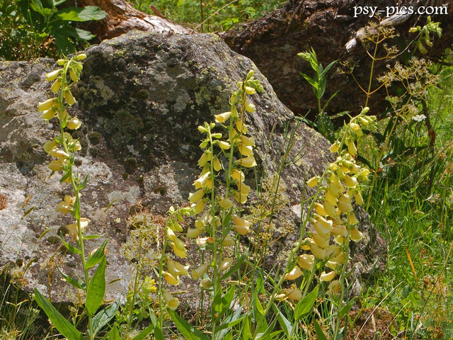 Naparstnica zwyczajna