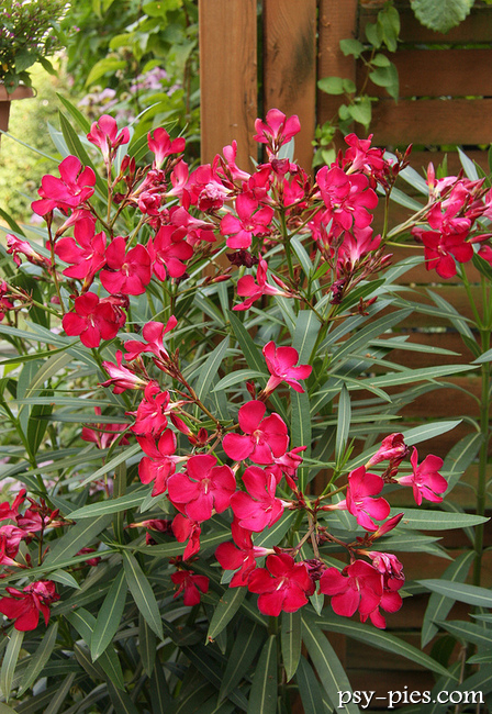 Oleander
