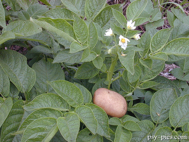 Ziemniak