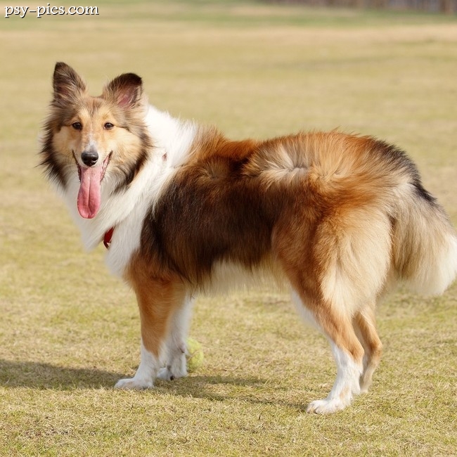 Sheltie na spacerze