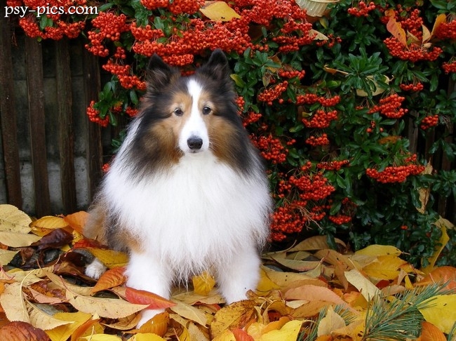Jesień i Sheltie