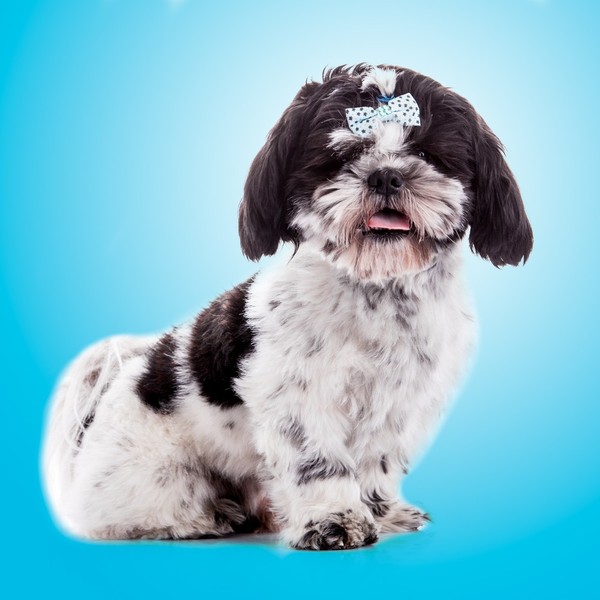 Shih Tzu - do niedawna naukowcy sądzili, że Shih Tzu powstał na skutek skrzyżowania pekińczyka z Lhasa Apso, niemniej os