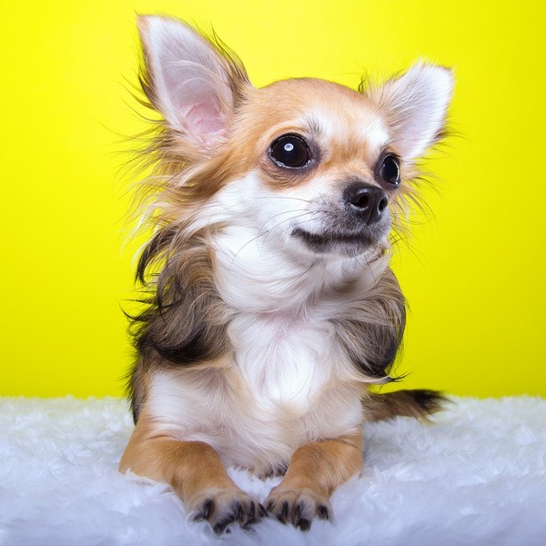 Chihuahua - to bardzo popularna rasa, która sławę zawdzięcza hollywoodzkim celebrytkom i ludziom ze świat show businessu