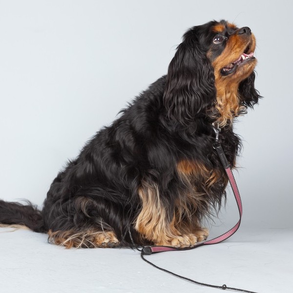 Cavalier King Charles spaniel jest wyjątkowo towarzyski, dzięki czemu z łatwością dostosuje się do każdego otoczenia. Św