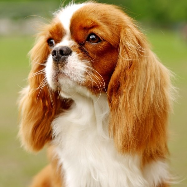 W XVIII-XIX wieku wygląd psów Cavalier king Charles spaniel uległ zasadniczym zmianom (m.in. na skutek skrzyżowania z az