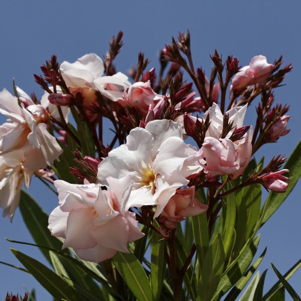 Oleander - wszystkie części rośliny zawierają wysoce toksyczny glikozyd, który może wywołać: kolki, biegunkę (krwawe), p