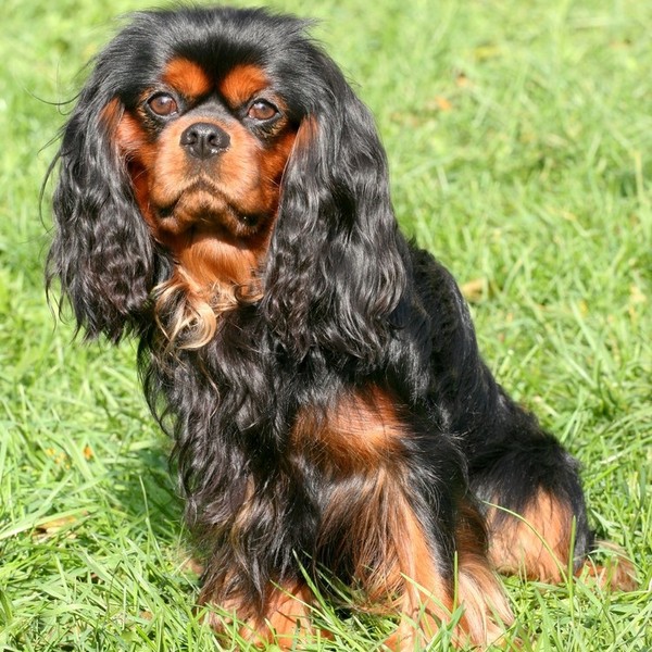 Szata psa Cavalier king charles spaniela jest długa i jedwabista, pozbawiona loków. Standard FCI dopuszcza kilka typów u