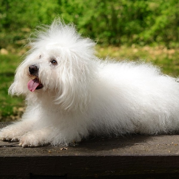 Bolończyk (Bichon bolognais, Bolognese) - to bardzo wesoły, łagodny i kochający dzieci czworonóg, który szybko adaptuje
