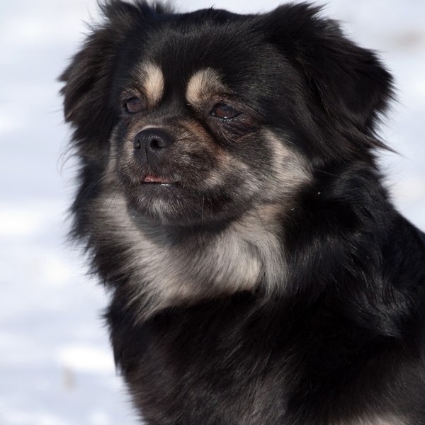 Spaniel tybetański - pochodzi od małego psa z Wyżyny Tybetańskiej przodka wszystkich małych ras azjatyckich. Psy były ni