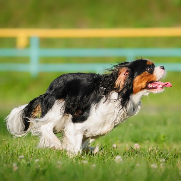 Biegnący pies Cavalier king Charles spaniel