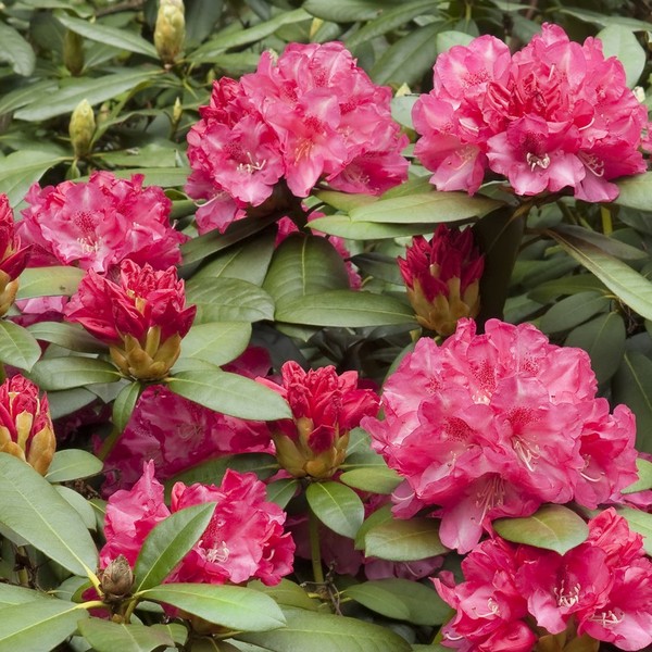 Różanecznik , azalia, rododendron ( Rhododendron L.) jest toksyczna nie tylko dla kotów i psów, ale także koni, kóz i ow