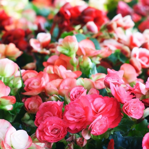Begonia, ukośnica ta popularna roślina ogrodowa jest mocno trująca dla psów i kotów. Bulwy są najbardziej toksyczna częś