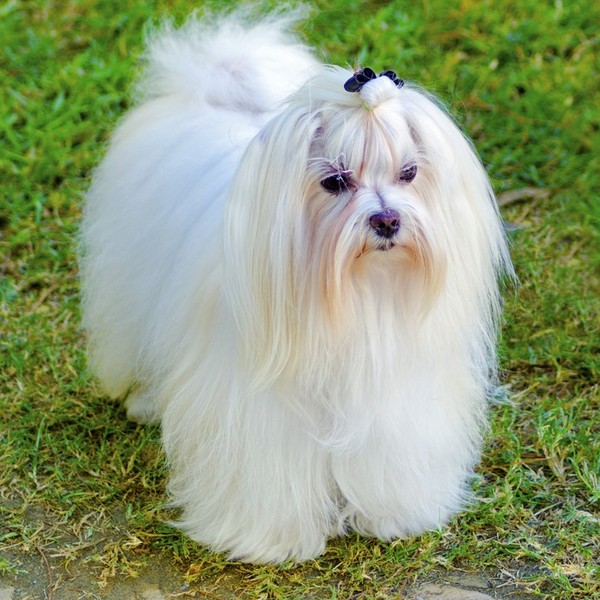 Maltańczyk (Bichon Maltiase, Maltese) - to jedna z najstarszych ras świata znana już w starożytnym Egipcie, Rzymie i Gre