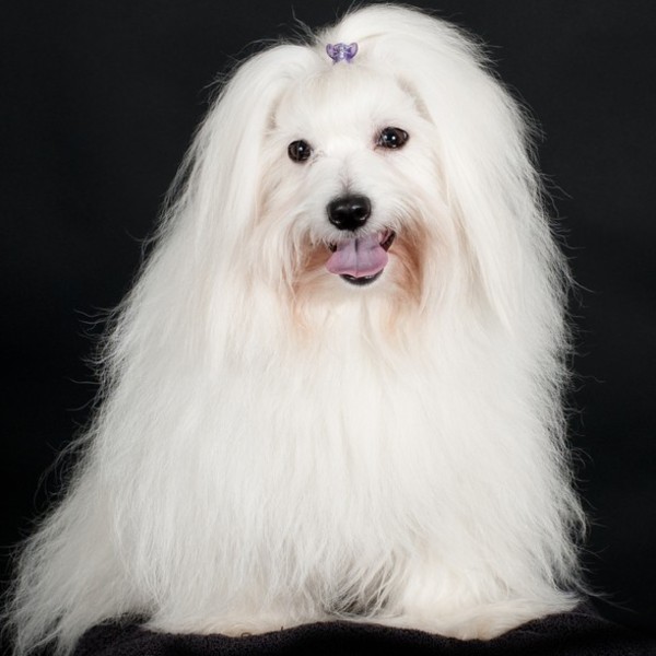Coton de Tulear - rasa zaklasyfikowana do sekcji biszonów i ras pokrewnych, to bardzo charakterystyczny czworonóg o nies