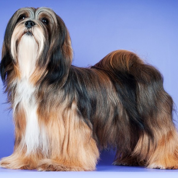 Lhasa apso - trafiły na Wyspy Brytyjskie z Tybetu w 1928 roku dzięki brytyjskiemu pułkownikowi i urzędnikowi Baleyowi. S