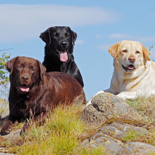 Labrador Retriever jest psem żywiołowym i zawsze skorym do zabawy. Uwielbia małe dzieci i otacza je opieką. Zdecydowanie