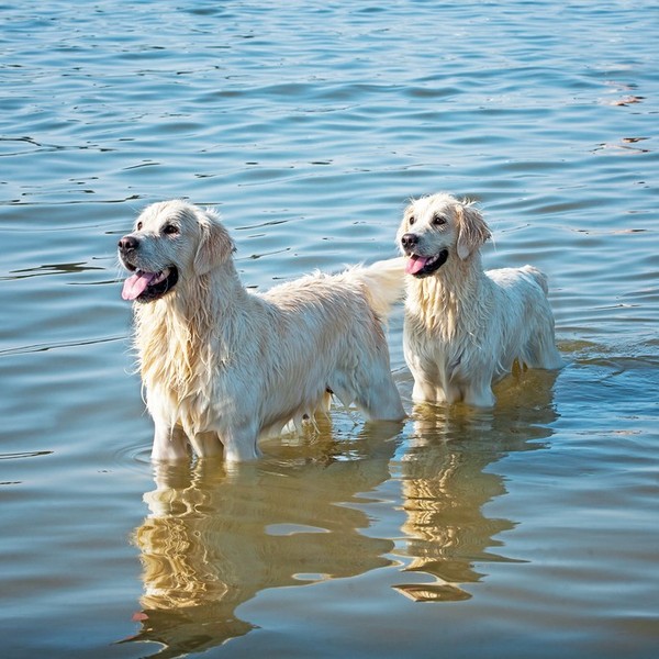 Golden Retrievery wydają się nieco łagodniejsze i spokojniejsze od Labradorów . Również mają ogromne zapotrzebowanie ruc