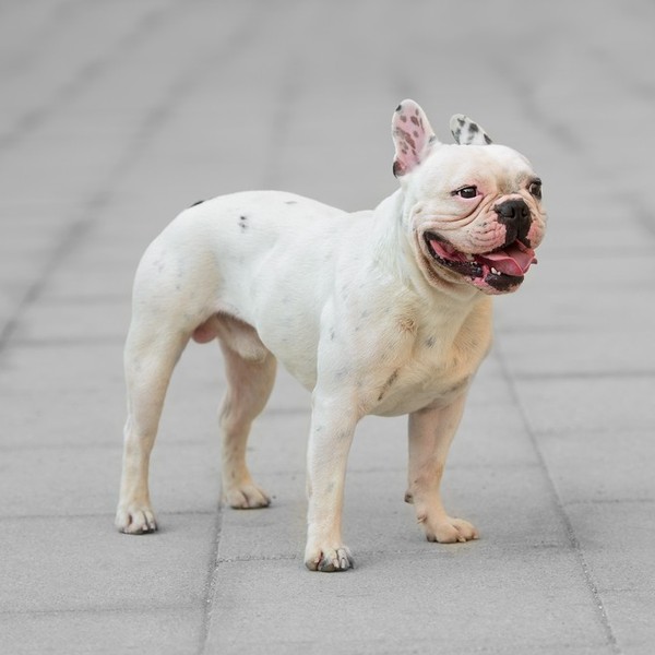 Buldog francuski - przodkami Buldogów francuskich były zapewne buldogi angielskie oraz psy w typie boston terriera. Przo