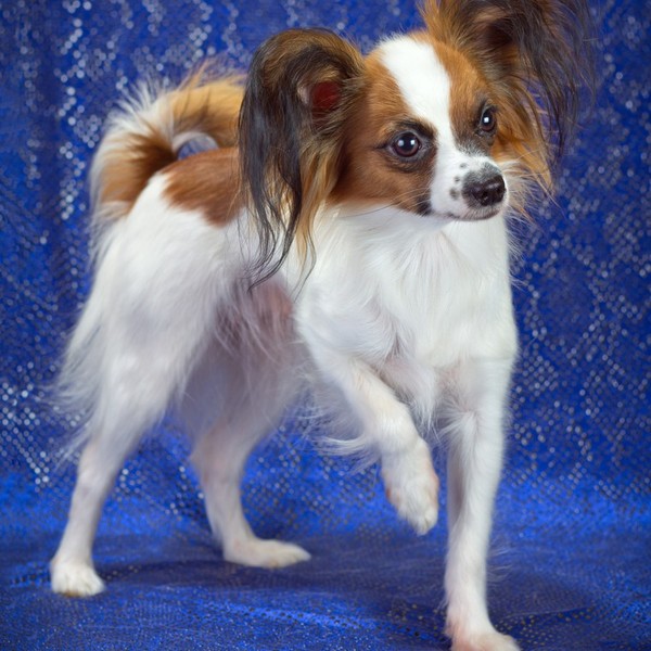 Spaniel kontynentalny Papillon - to rasa psa łącząca cechy spaniela oraz szpica stanowiąca odmianę spaniela kontynentaln