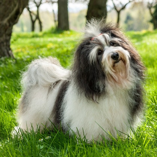 Hawańczyk (Bichon Havanais) - to bardzo aktywne czworonogi, które sprawdzają się w większości kynologicznych dyscyplin s