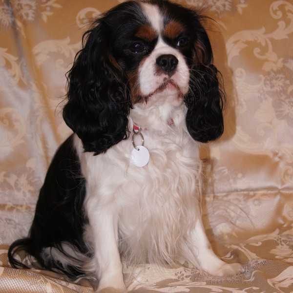 Cavalier King Charles Spaniel to cudowny psiak o złotym sercu i niesamowitym usposobieniu. Jeżeli zależy nam na posiadan
