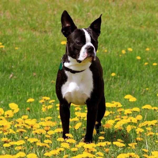Boston terrier - historia Boston Terierów zaczyna się w XIX wieku, kiedy to robotnicy z Bostonu - szukając lepszych psów