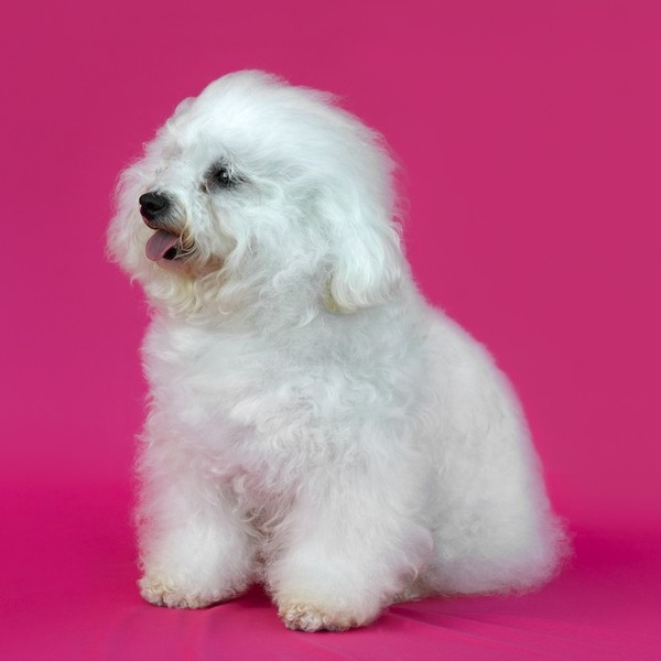 Bichon Frise (Biszon kędzierzawy) - to bardzo charakterystyczny czworonóg o spiralnie skręconym włosie wymagającym częst