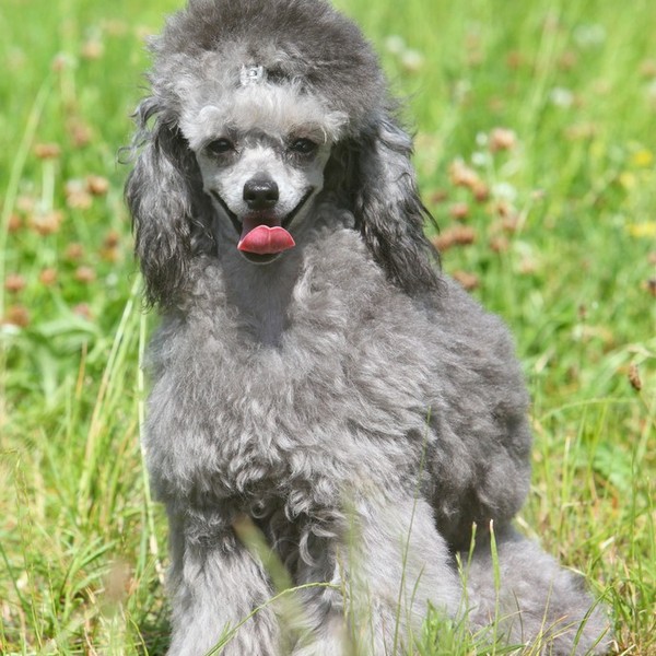 Pudel miniaturowy (Miniature Poodle) - były niegdyś wykorzystywane do polowań na ptactwo wodne; dziś pełnią przeważnie f