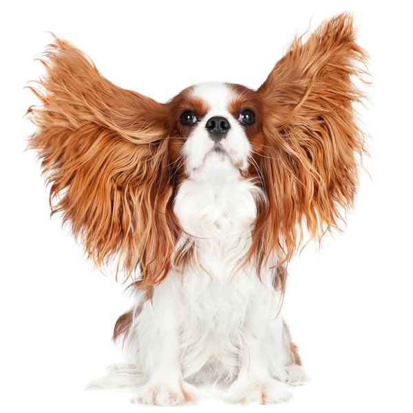 Cavalier king charles spaniel to pies o mocnej budowie ciała i proporcjonalnej sylwetce, którą można porównać do sylwetk