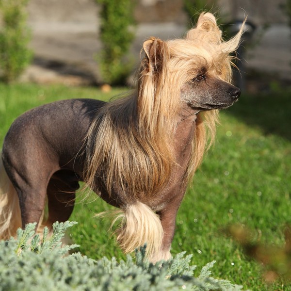Chiński grzywacz (Chinese Crested Dog) - są dość popularną rasą i znajdują coraz większe zainteresowanie wśród polskich