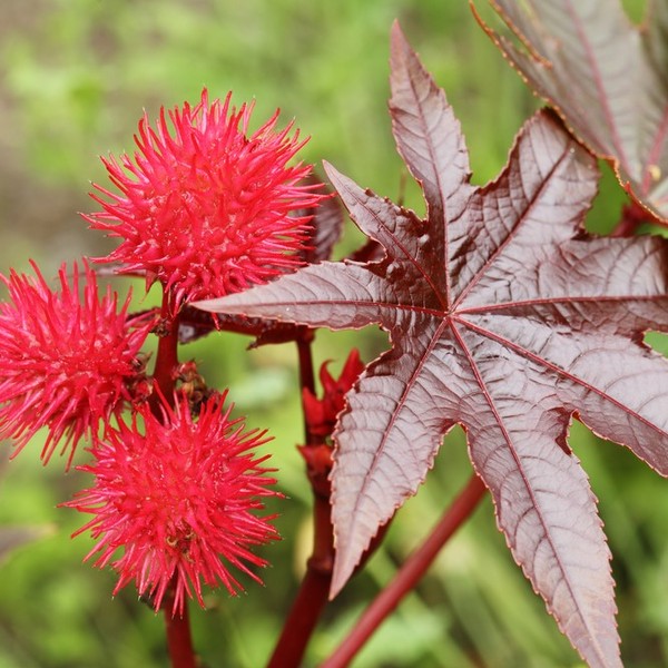 Rącznik ( Ricinus communis ) to roślina zawierająca rycynę, która jest bardzo toksyczna dla psów i kotów. Spożyta w mnie