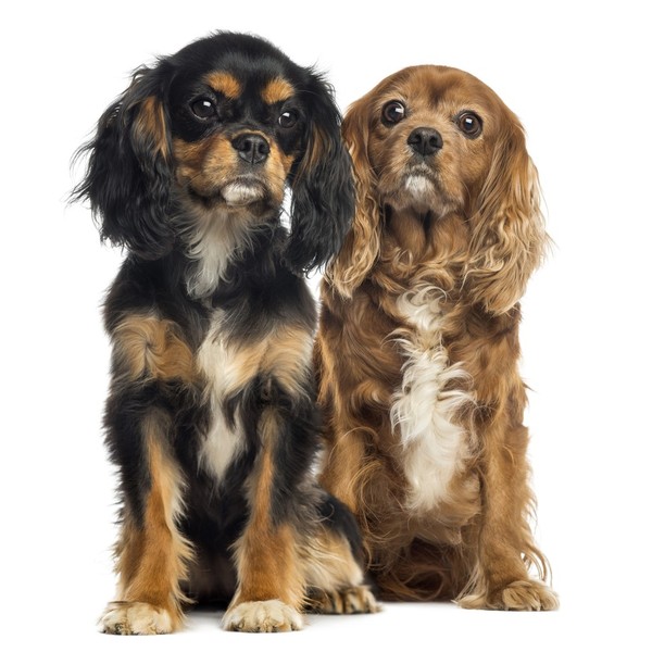 Cavalier king charles spaniel - przodkami Cavalier King Charles Spanieli były płochacze francuskie i hiszpańskie. Psy by