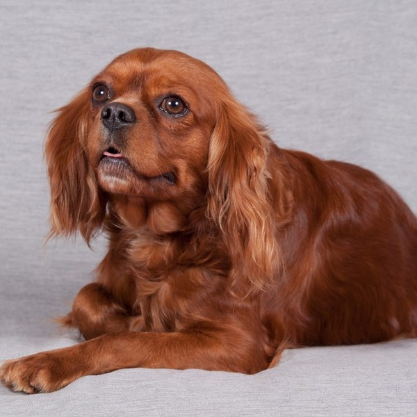 Współcześnie Cavalier king Charles spaniel hodowany jest głównie w celach reprezentacyjnych. Psy utraciły swoje pierwotn