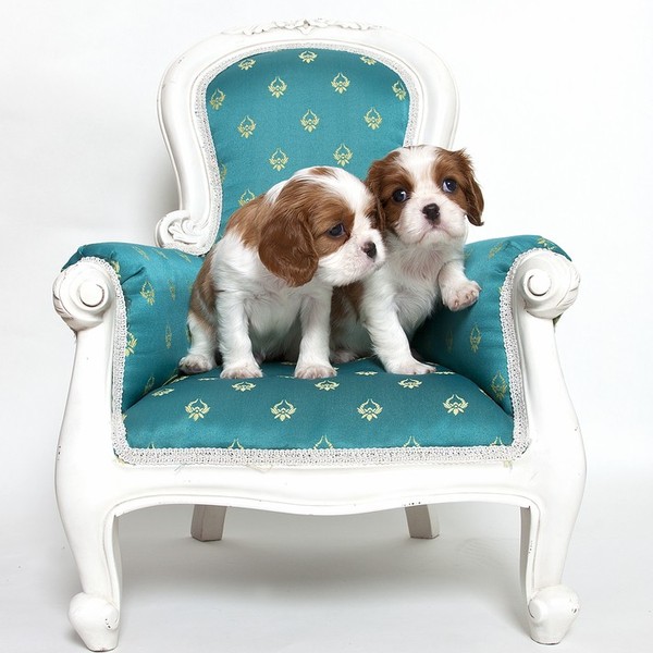 Cavalier king Charles spaniel to typowy pies do towarzystwa , który bardzo szybko przystosuje się do życia w każdych war