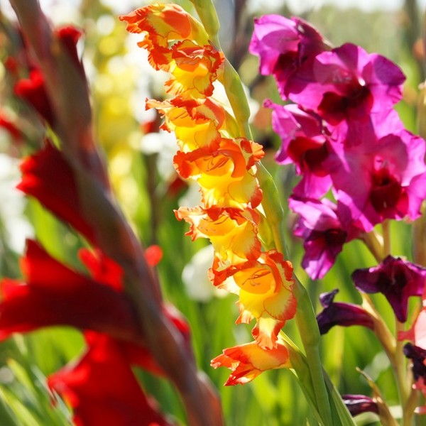 Mieczyk, (Gladiolus L.) - chociaż mieczyki świetnie sprawdzają się w ogrodzie, psiarze powinni się ich wystrzegać. Pies,