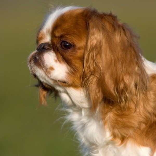 King charles spaniel - rasa wywodzi się najprawdopodobniej z Chin lub z Japonii, a na Wyspy Brytyjskie dotarła w XIV wie