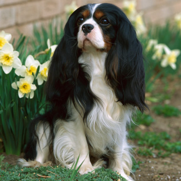 Cavalier King Charles Spaniel to prawdziwy arystokrata wśród psów, który uwielbia spędzać czas z właścicielem i leżeć mu
