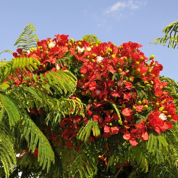 Kwiaty ognistego drzewa (Delonix Regia) Santa Cruz, Teneryfa.