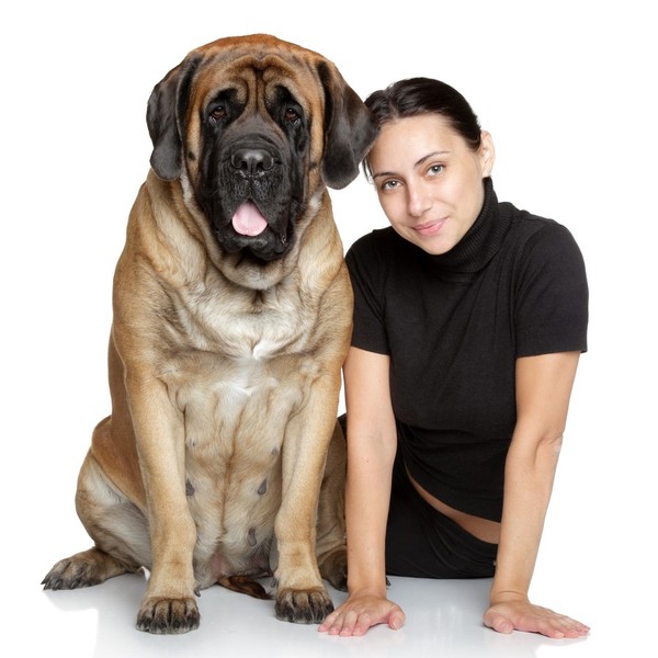 Mastiff angielski to rasa zaliczana do grupy molosów w typie mastifa, wyhodowana w Anglii. To jeden z największych i naj
