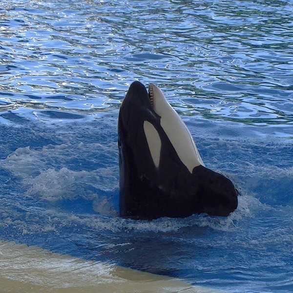 Pokazy orek w Loro Parque (Park z papugami) na Teneryfie. Loro Pargue został założony przez Niemca w 1972 roku wielkiego