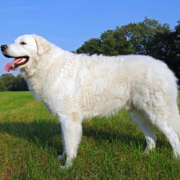 Kuvasz to bardzo stara rasa psa, która przybyła na tereny Węgier wraz z Kumanami w XIII wieku. Wysokość w kłębie u doros