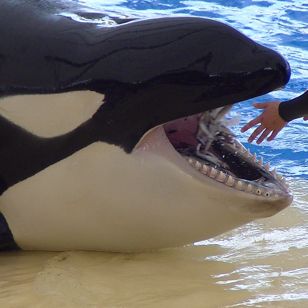 Pokazy Orek w Loro Parque na Teneryfie.